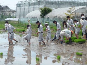 田んぼに入るとき歓声が聞こえました