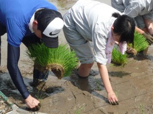 先生も一緒に田植えです！