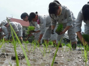 田植え中！